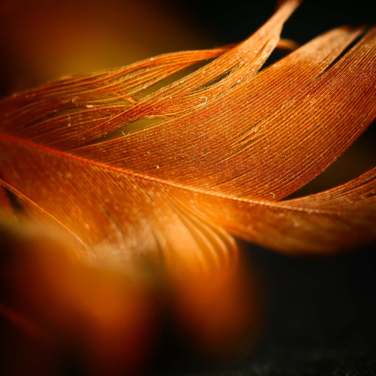 A golden coloured bird feather